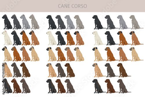 Cane corso dog clip art. Coat colors , infographics set.  Vector illustration
