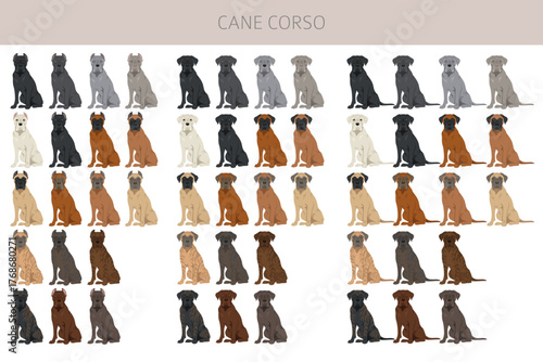 Cane corso dog clip art. Coat colors , infographics set.  Vector illustration