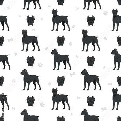 Cane corso dog clip art. Coat colors , infographics set.  Vector illustration