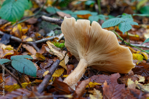 A tawny funnel cap mushroom after falling over in Gobions Nature reserve, England 