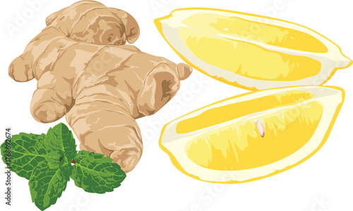 Illustration of ginger root, lemon slices, and fresh mint leaves arranged together on a white background.