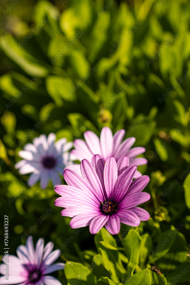 Obraz premium pink cosmos flower