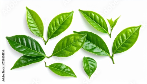 green leaves isolated on white background