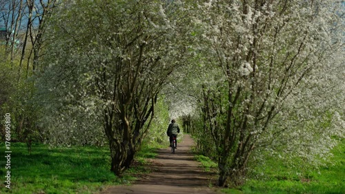 Man riding a bicycle on a path surrounded by blooming white trees. Concept of a spring walk.