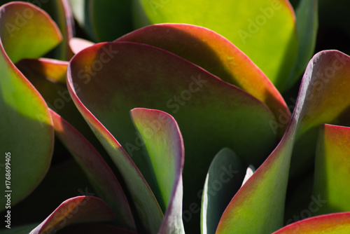 primo piano di Kalanchoe thyrsiflora