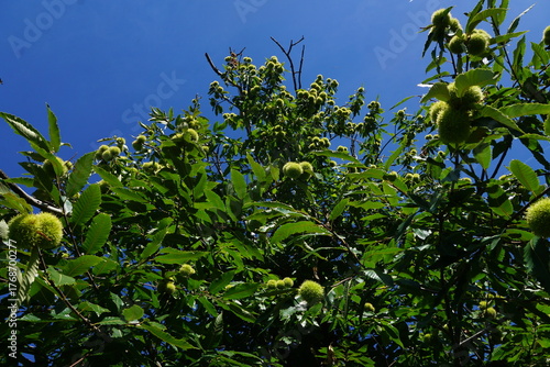 Esskastanien, Maronen am Baum 