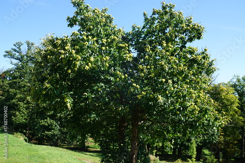 Esskastanien, Maronen am Baum 