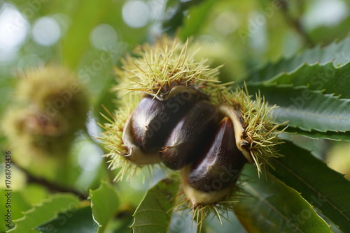 Esskastanien, Maronen am Baum 