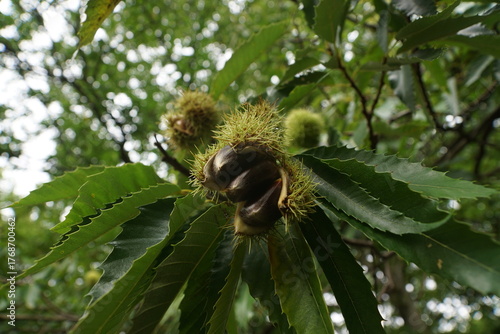 Esskastanien, Maronen am Baum 