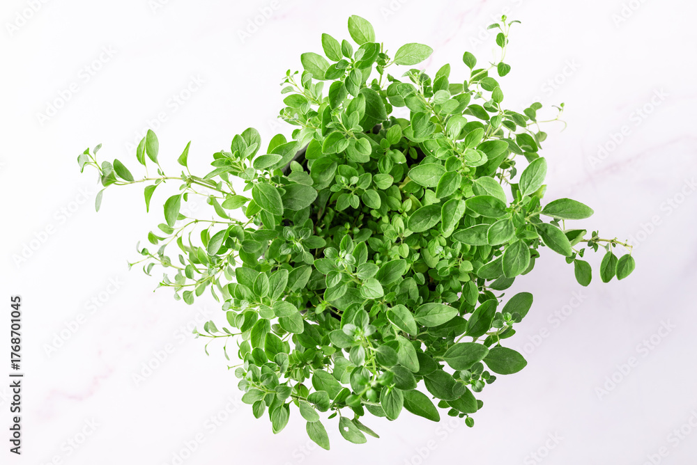 Obraz premium Fresh aromatic potted oregano plant on white marble background top view. 