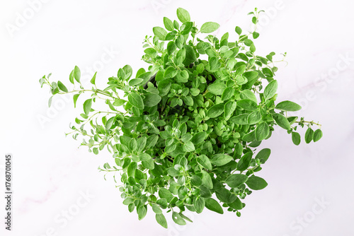 Fresh aromatic potted oregano plant on white marble background top view. 