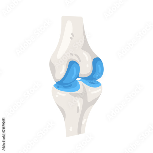 Illustration of Human Knee Joint Anatomy