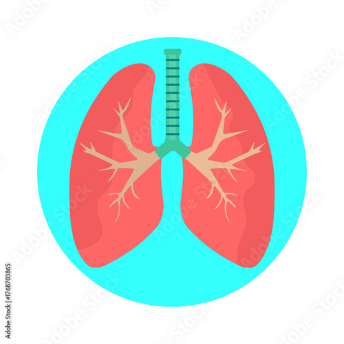 Vector illustration of human lungs anatomy. Healthy respiratory system icon with trachea and bronchi, medical concept. Flat design for healthcare, biology, anatomy, and educational materials
