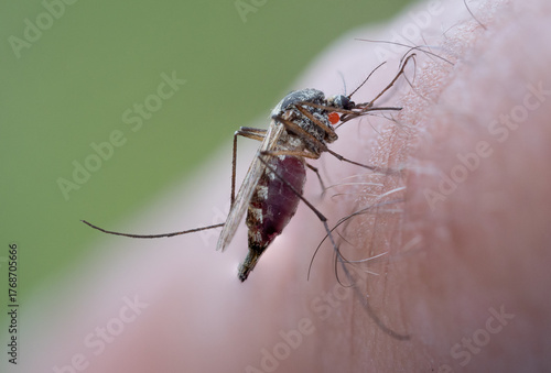 Aedes sp., mosquito species (Diptera: Culicidae) photographed in Tragacete, Cuenca province, Iberian System, Spain, biting a human arm and showing typical morphology and feeding behavior of biting.