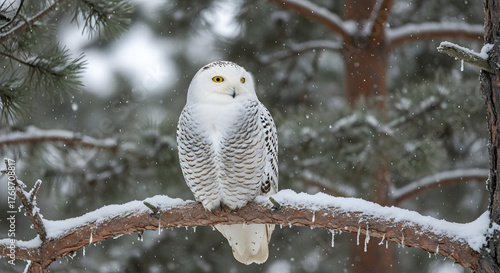 White owl with striking yellow eyes resting on a snowy pine branch in a cold winter forest.