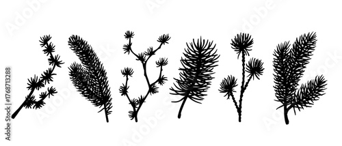 A set of botanical elements, coniferous tree silhouettes, pine and fir branches. Vector graphics.