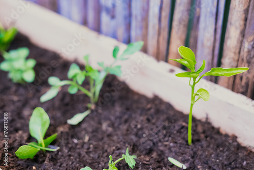 Close-Up of Single Seedling in Fresh Garden Soil