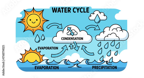 Water cycle infographic showing evaporation, condensation, precipitation, and collection in a clean educational vector design.