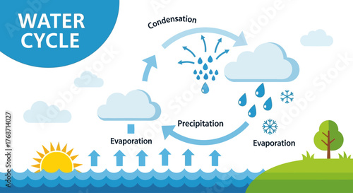 Water cycle infographic showing evaporation, condensation, precipitation, and collection in a clean educational vector design.