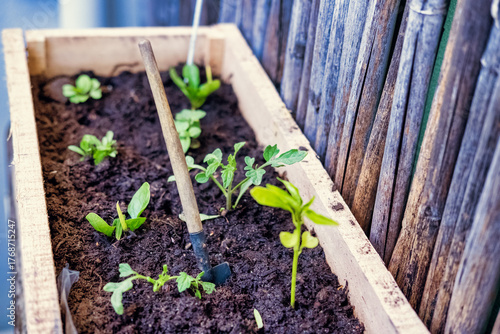 Small Gardening Tool in Raised Bed with Seedlings