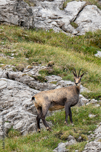 Chamois stands on rocky terrain near Nebelhorn in the German Alps under clear skies