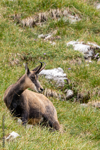 Majestic chamois grazing amidst the lush grass of Nebelhorn in the German Alps during summer