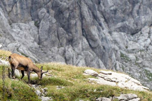 Grazing chamois in the Nebelhorn area of the German Alps on a sunny day