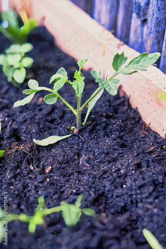 Close-Up of Single Seedling in Fresh Garden Soil