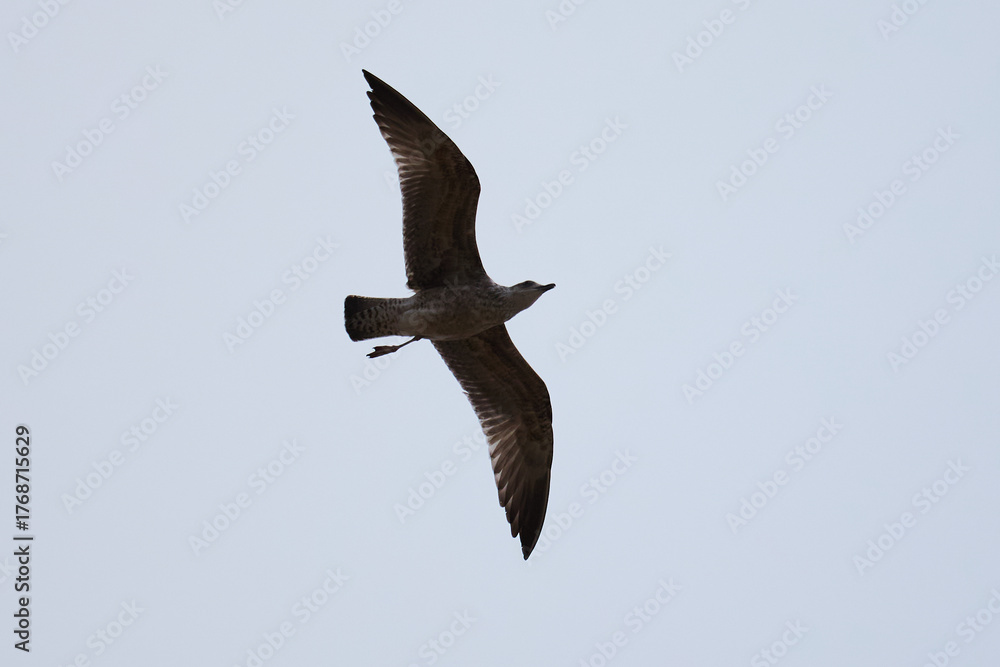 Obraz premium Seagull