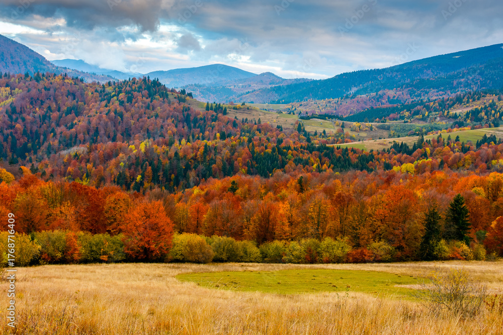 Fototapeta premium mountain landscape of ukraine countryside on autumn morning. beautiful view of carpathian range with dappled light on forested slopes in colorful foliage. picturesque place with rolling hills