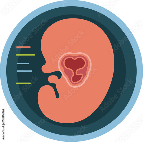 Embryo development human fetus growth pregnancy stage