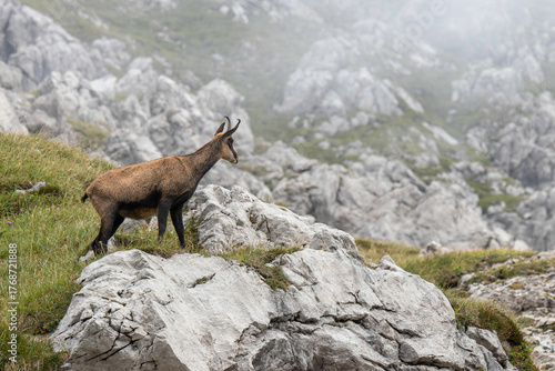 Nebelhorn in German Alps showcases a chamois standing majestically on rocky terrain