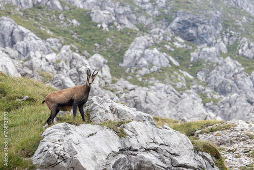 Nebelhorn in German Alps showcases wild chamois on rocky terrain among stunning mountain scenery
