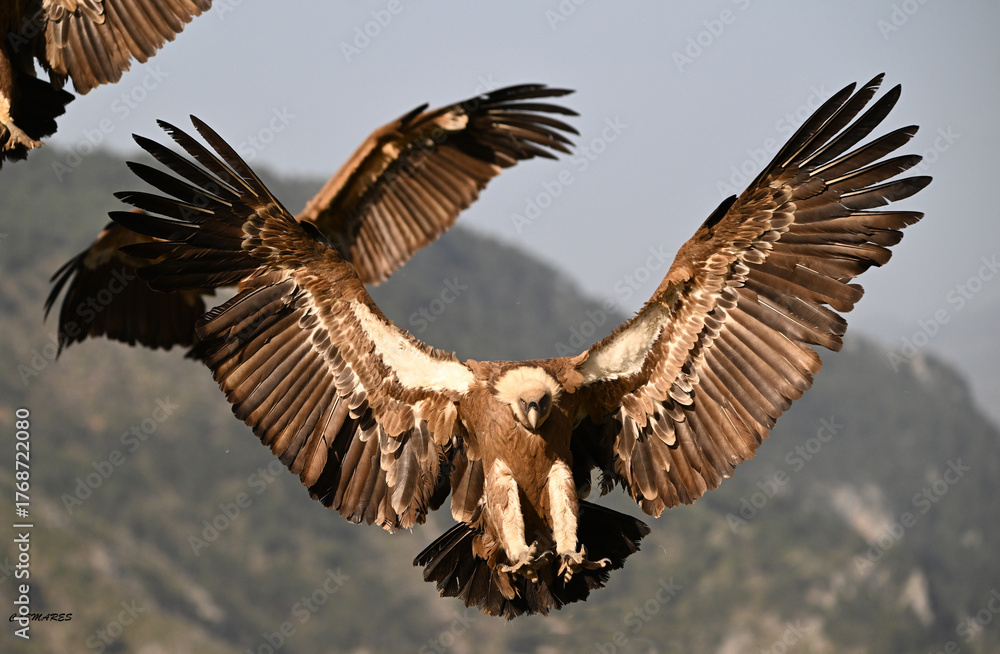 Obraz premium a huge griffon vulture in flight in spain
