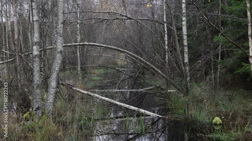 river in the forest with bent trees in tranquil nature scene