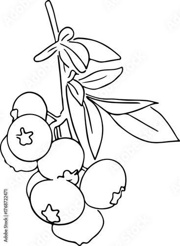 Linear image of blueberries