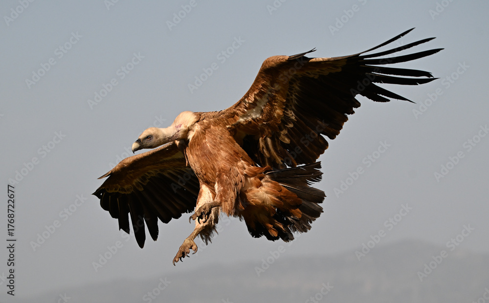 Obraz premium a huge griffon vulture in flight in spain