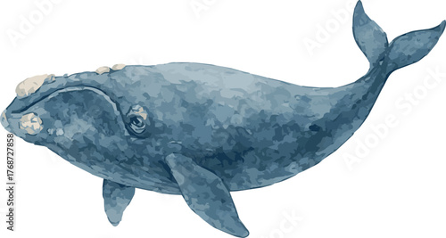 Vector watercolor realistic illustration of a right whale