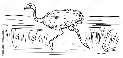 Running ostrich sketch – fast African bird in savannah hand‑drawn line art vector illustration