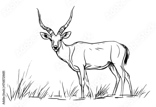 Impala antelope standing in grassland – elegant safari wildlife hand‑drawn line art vector illustration