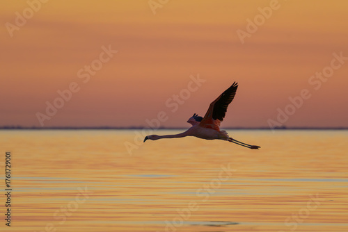 Colorido atardecer con flamencos - parinas