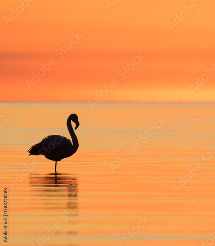 Colorido atardecer con flamencos - parinas