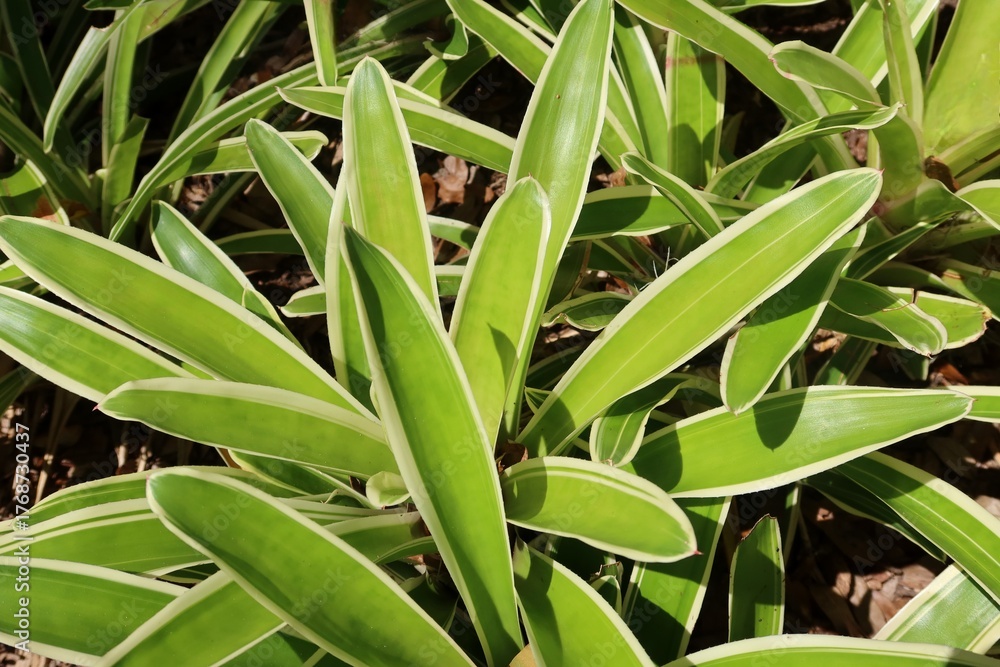 Fototapeta premium Neoregelia carolinae plant in Florida zoological garden