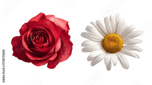 Wallpaper Mural PNG of A stunning red rose and a vibrant daisy showcase the beauty of nature's floral diversity. Torontodigital.ca