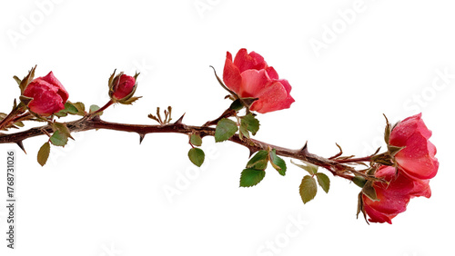 Wallpaper Mural PNG of Delicate branch of pink roses showcasing soft petals and fresh green leaves, symbolizing beauty and grace. Torontodigital.ca