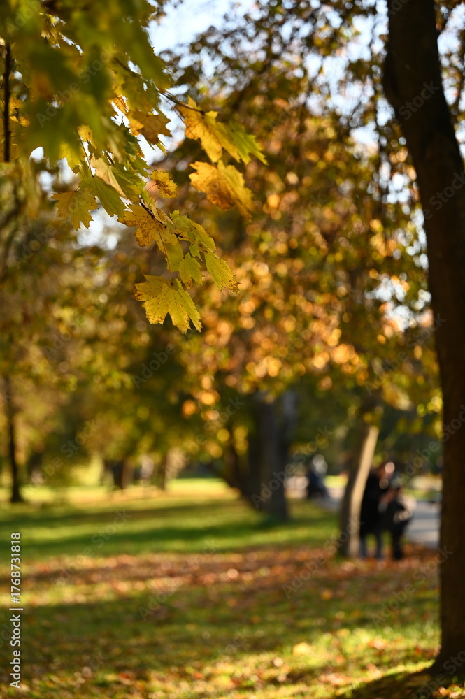 Fototapeta premium autumn park alley yellow leaves