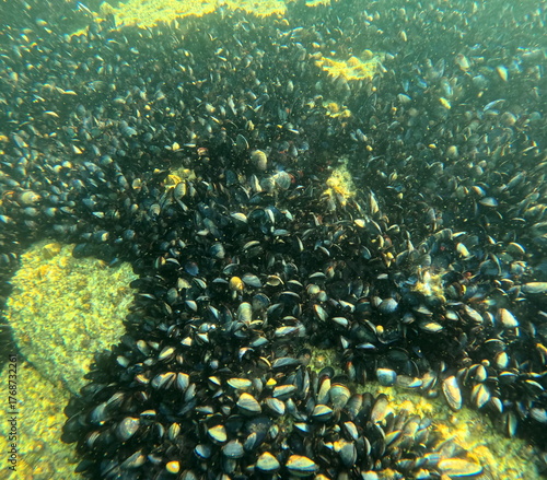 Mytilus edulis, wild common mussels on rocks, underwater in intertidal zone in Brittany, france
