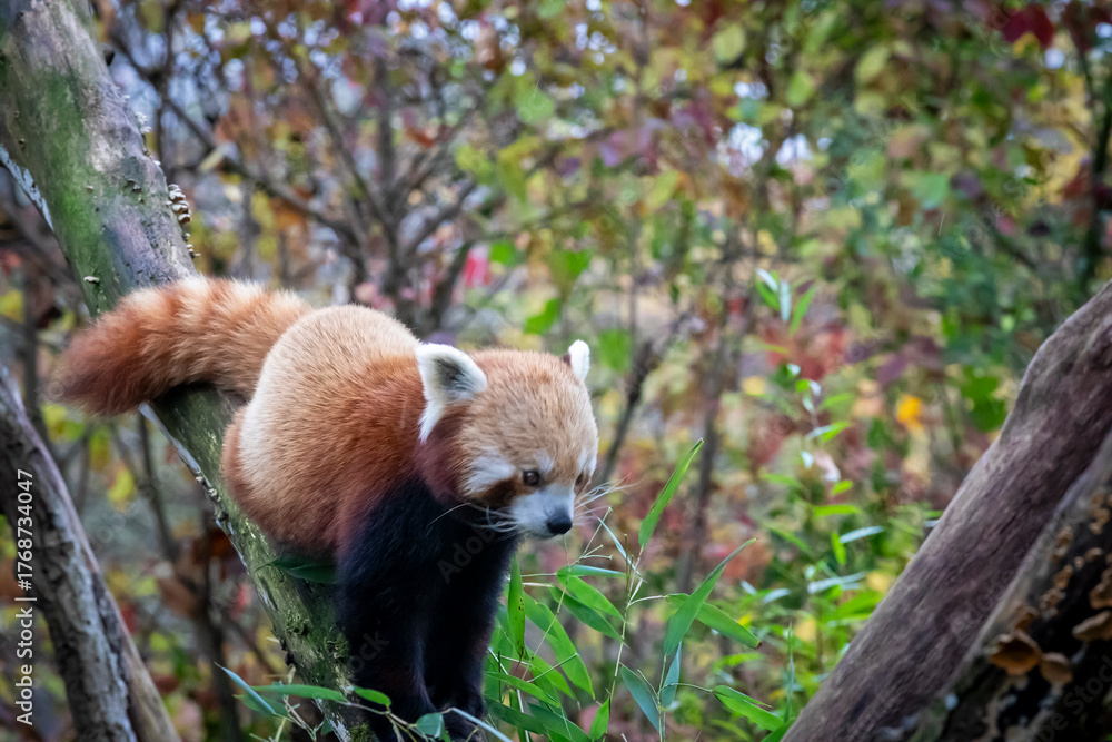 Naklejka premium Red panda in Munich zoo