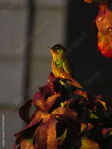 hummingbird under the golden light of the sunset