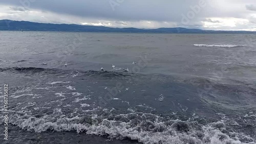 A small flock of seagulls on the shore of the slightly stormy Lake Constance rises with each advancing wave